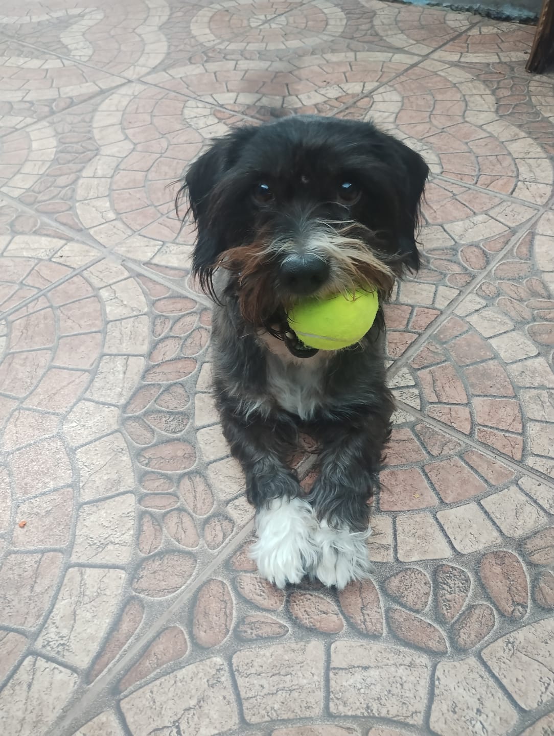 Customer photo review of Alimento Perro Adulto Toda Raza Proteína Insectos (Copia SM)