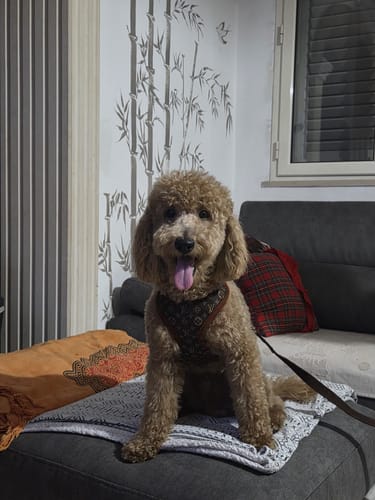 Customer photo review of Pettorina e guinzaglio Louis Pawtton