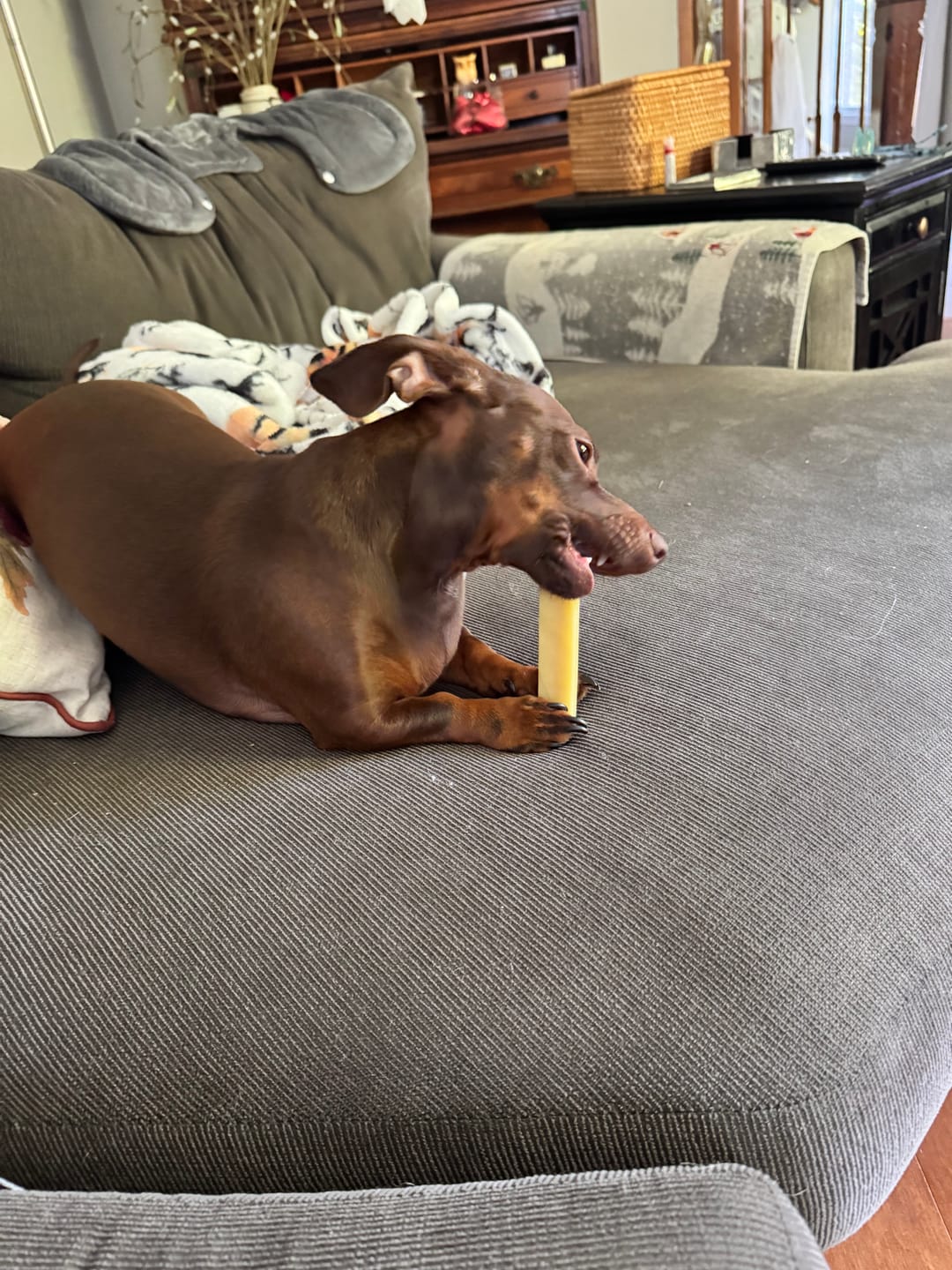 Customer photo review of Banana Yak Chews