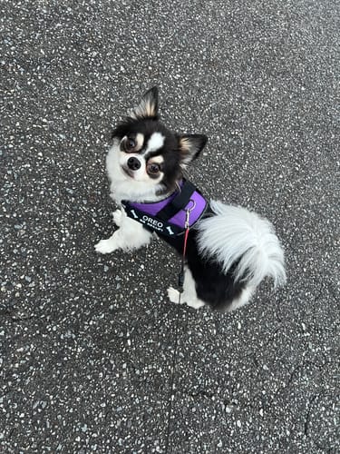 Customer photo review of FunFunPet 高機能ハーネス（お名前タグ作成サービス付き）