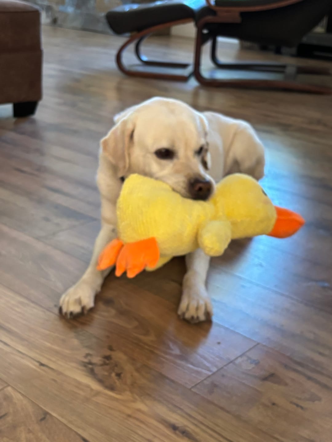 Customer photo review of Calming Duck