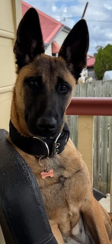 Customer photo review of SUPATUFF® Strong Dog Collar Black (Regular Fit)