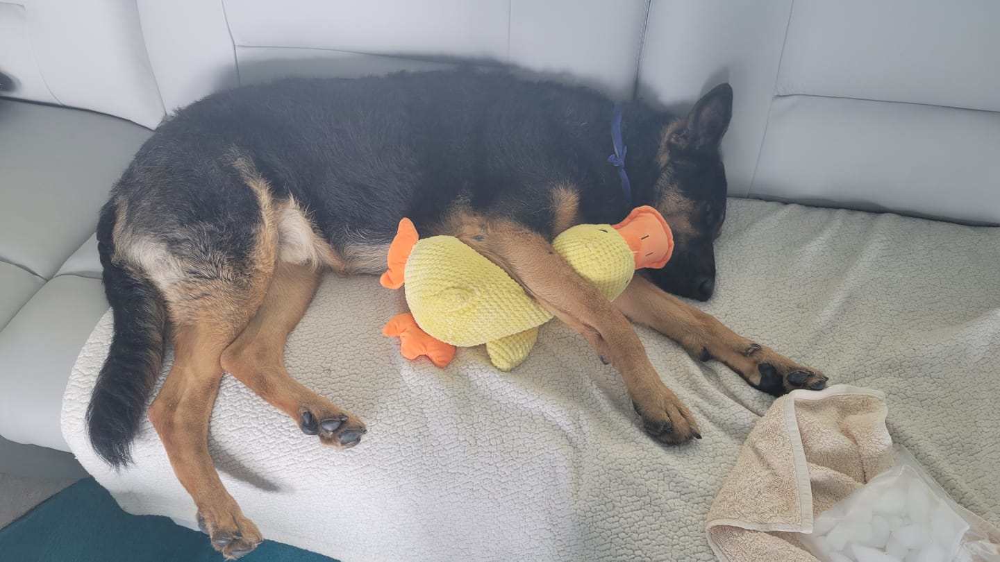Customer photo review of Calming Duck