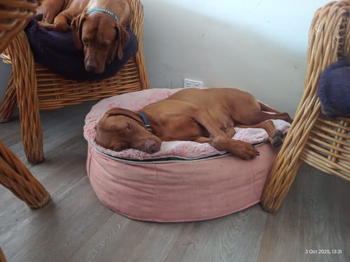 Robyn H. review of Medium Luxury Dog Bed - Interior/Outdoor image 1 out of 1