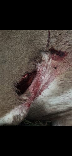 Customer photo review of Aluminum Broadheads