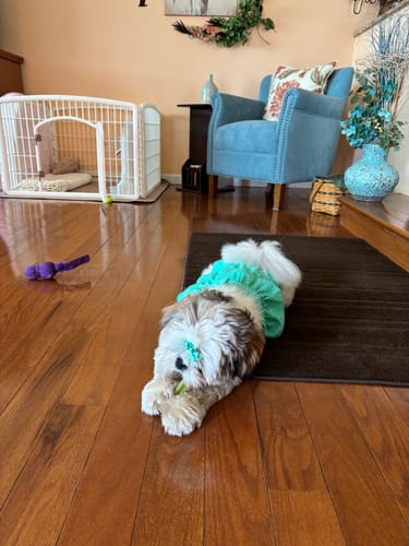 Customer photo review of Safe Dog Chew Holder
