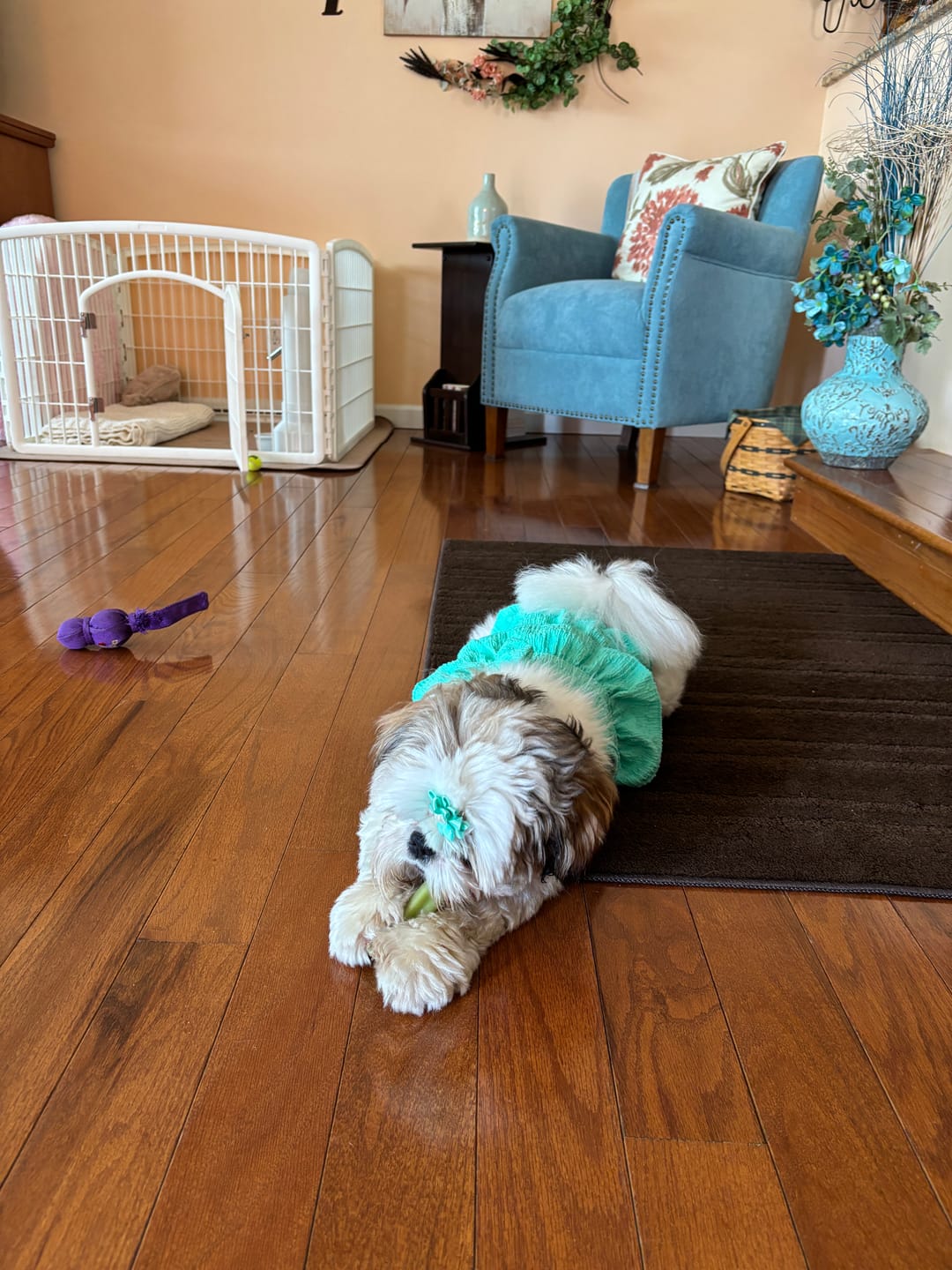 Customer photo review of Safe Dog Chew Holder