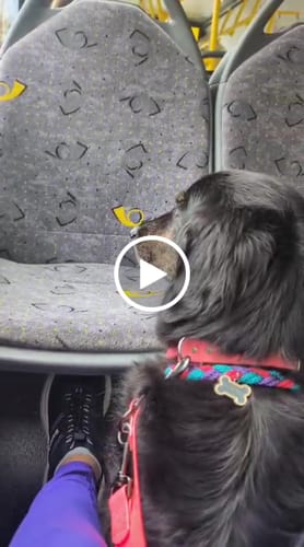 Customer video review of Adjustable Biothane Quick Release Dog Collar