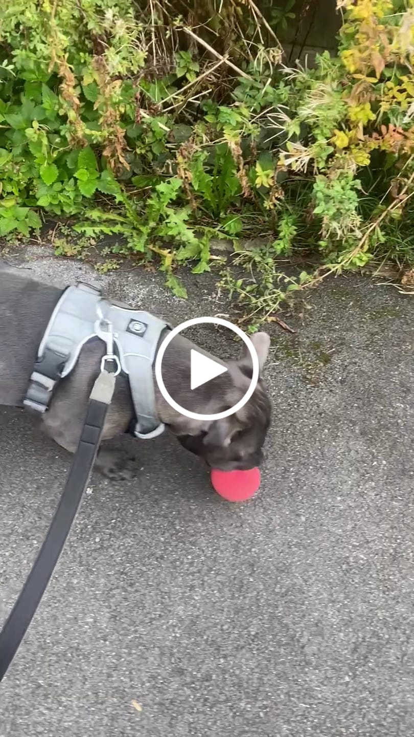 Customer video review of Comfort Premium Harness | Non Restrictive - Metal Grey