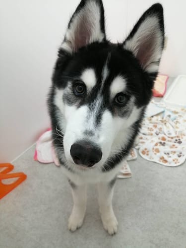 Customer photo review of FunFunPet 高機能ハーネス（お名前タグ作成サービス付き）