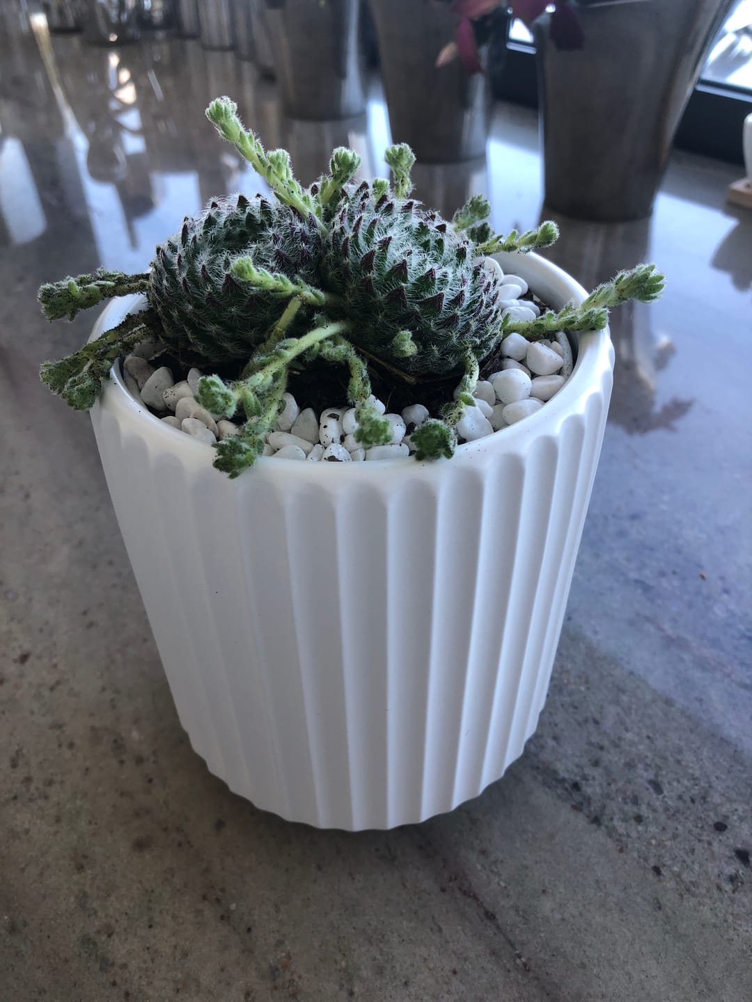 Customer photo review of Sempervivum Ciliosum (multi w pups)
