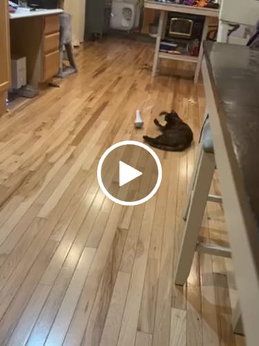 Customer video review of Roly Poly Cat Toy
