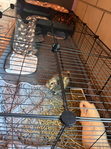 Customer photo review of 5x2 C&C Cage with Loft & Stand