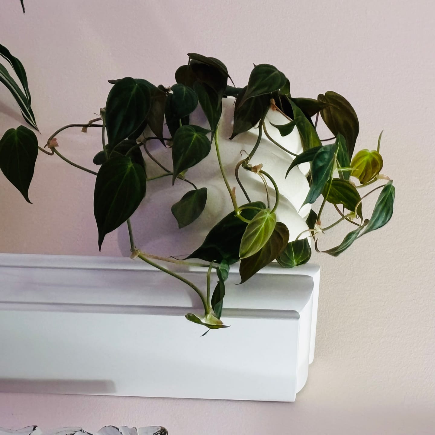Customer photo review of Philodendron hederaceum 'Micans'