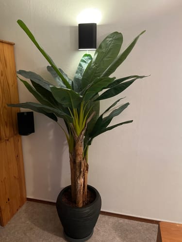 Customer photo review of Kunst Bananenplant 180cm