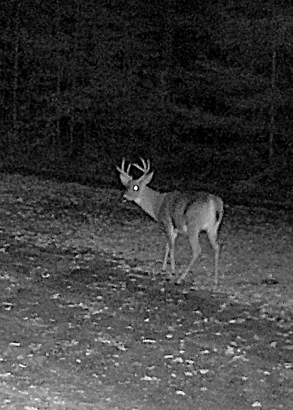 Customer photo review of GardePro X66 Pro Cellular Trail Camera