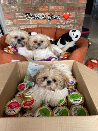 Customer photo review of Devini Chicken Wet Dog Food