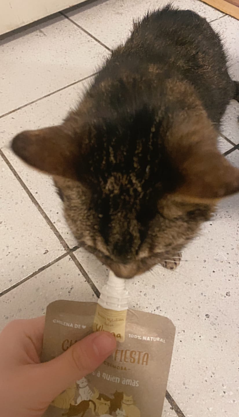 Customer photo review of Chicken Fiesta Gatos