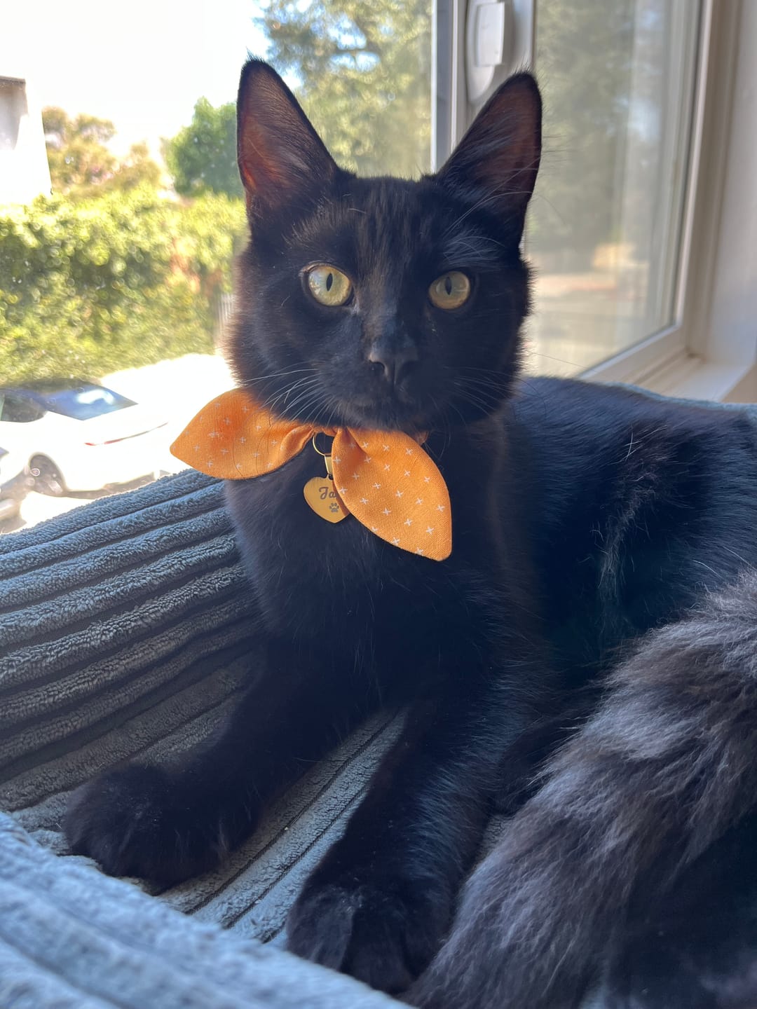 Customer photo review of Fall Orange Bow Cat Collar