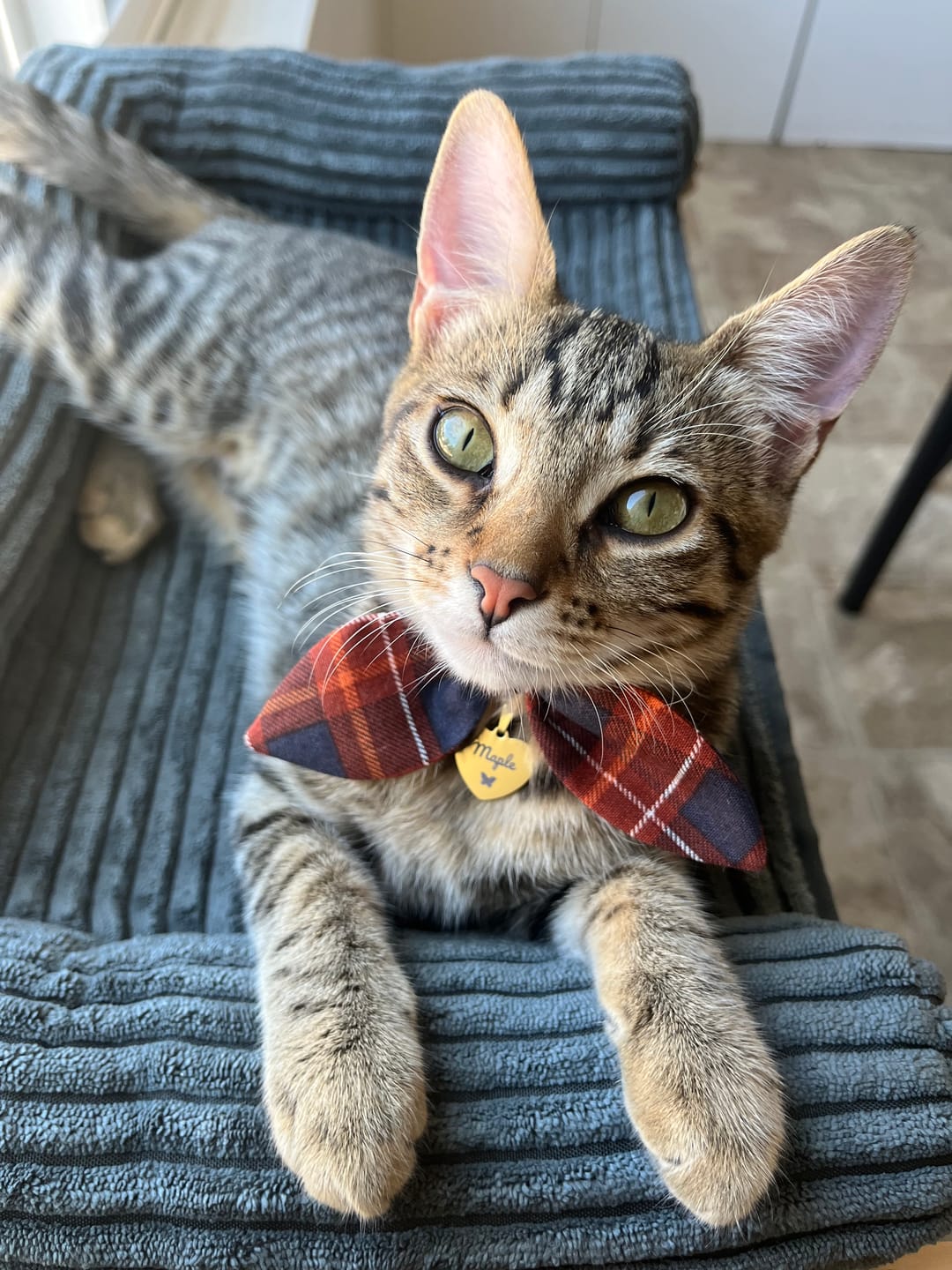 Customer photo review of Autumn Plaid Bow Cat Collar