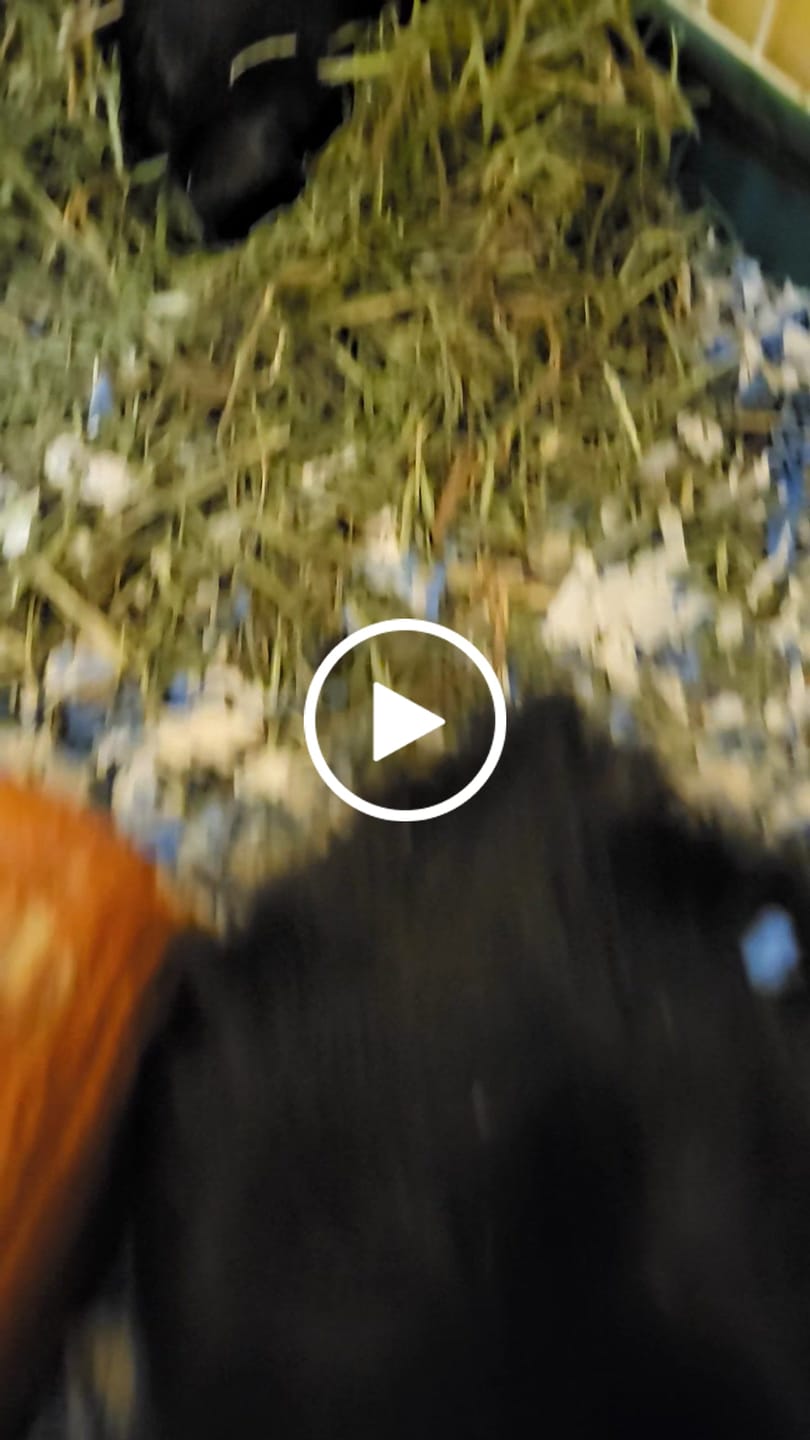 Customer video review of GuineaDad Timothy Hay Bar for Guinea Pigs (5 Pack)