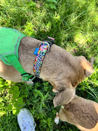 Customer photo review of Collar personalizado para Mascota: Lava