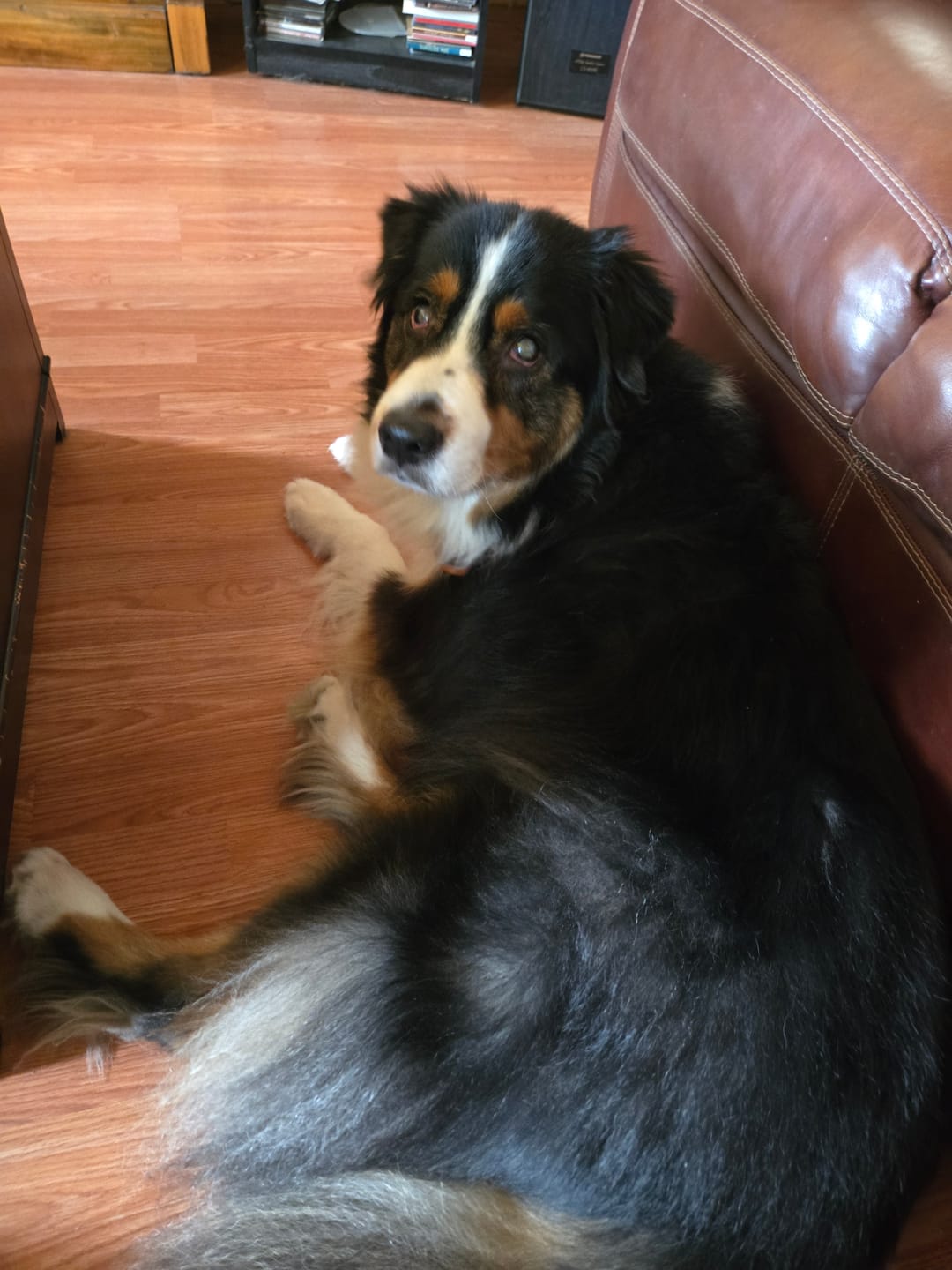 Customer photo review of TRIO PEAU pour chiens et chats : DIGI, TOXY, PEASY