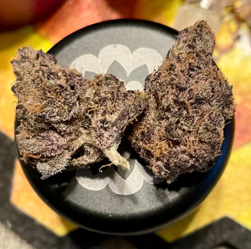 Customer photo review of Purple Maroc