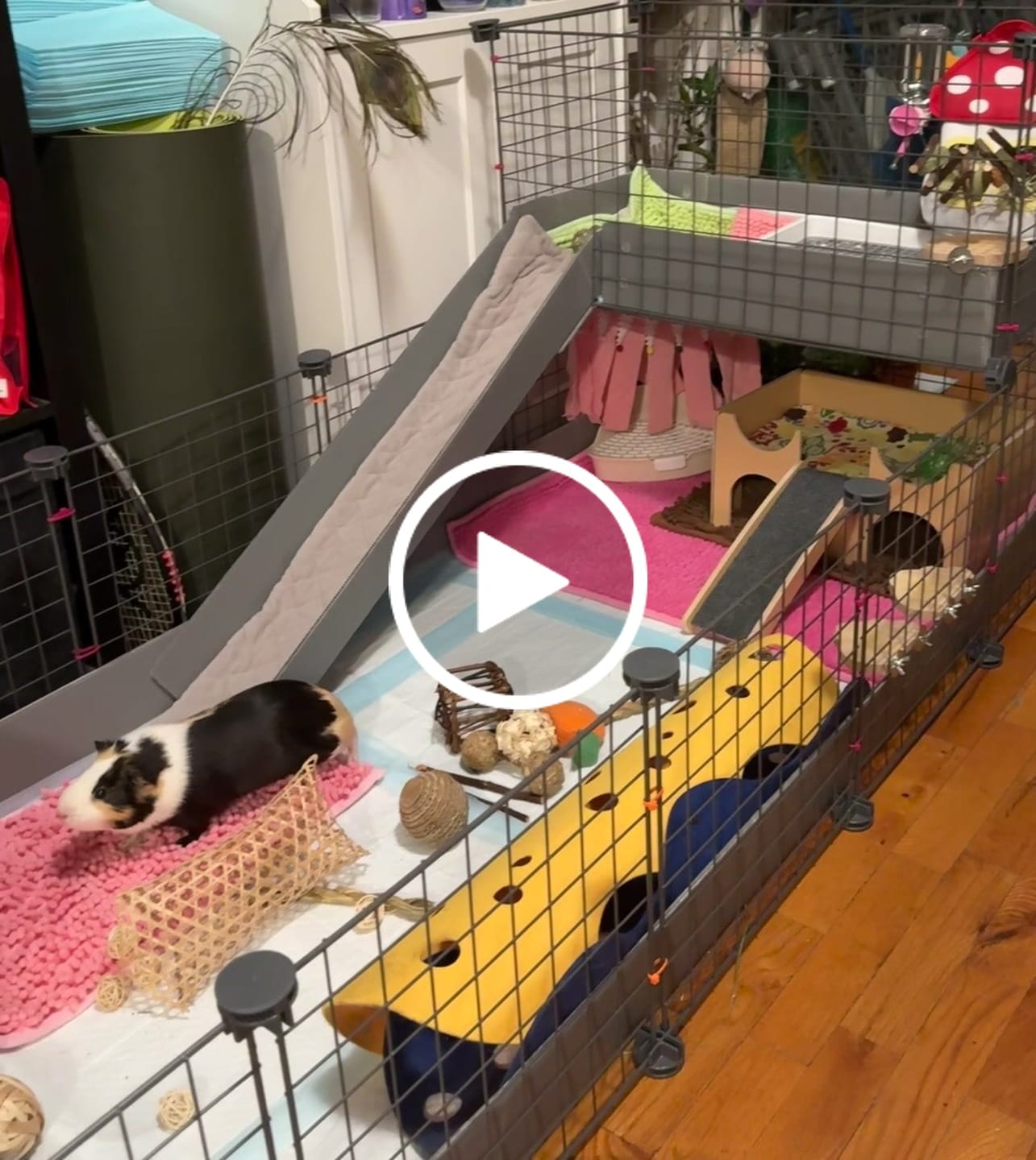 Customer video review of GuineaDad Piggy Condo Guinea Pig Cage with Balcony & Ramp (C&C)