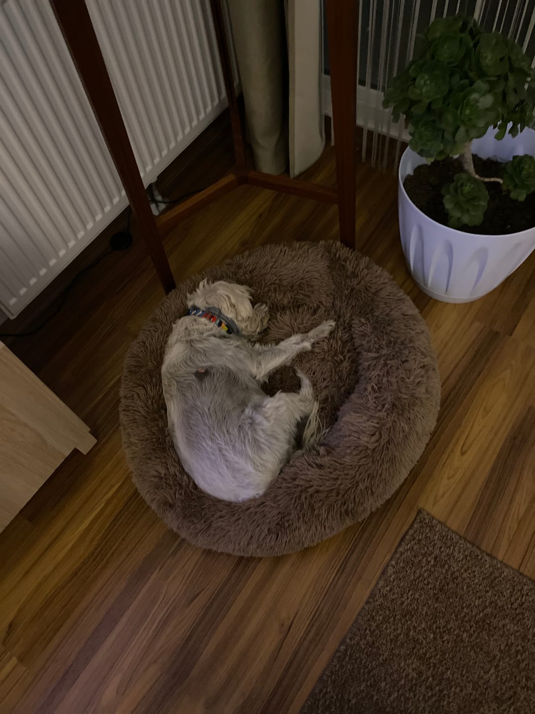 Customer photo review of Mellowpurr Huzurlu Paws Yatağı | Süper Yumuşak