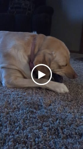 Customer video review of Blueberry Yak Chews