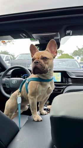 Customer photo review of Grip 360 Sky