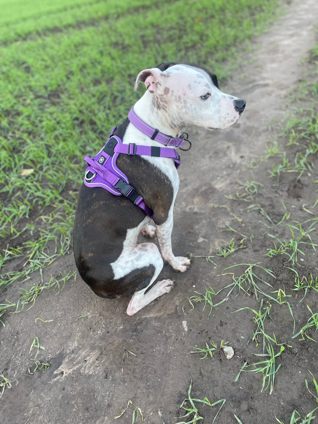 Customer photo review of Anti Pull Hurricane Harness Lighter | With Handle - Purple