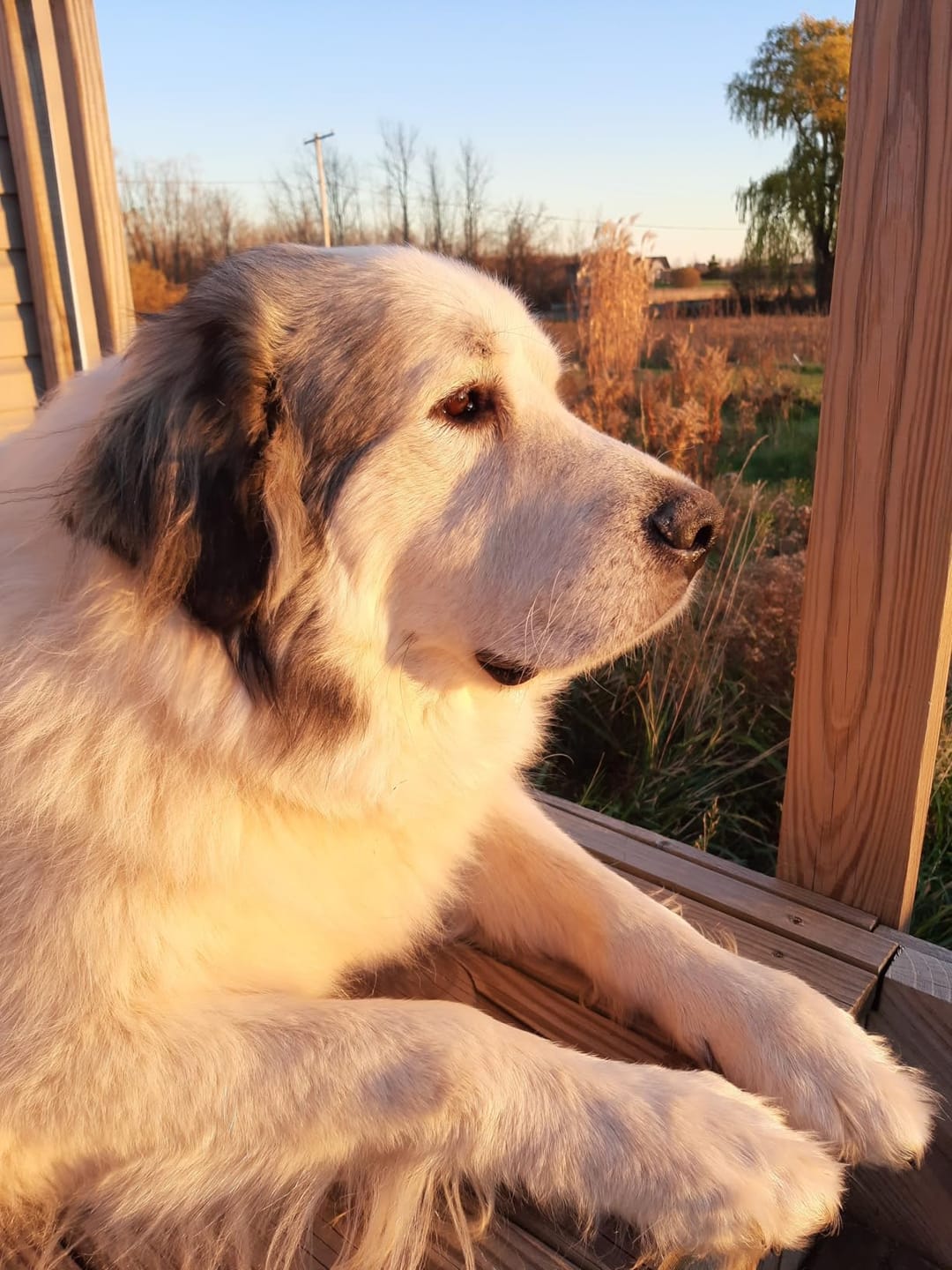 Customer photo review of The Guardian - Dog Seat Cover
