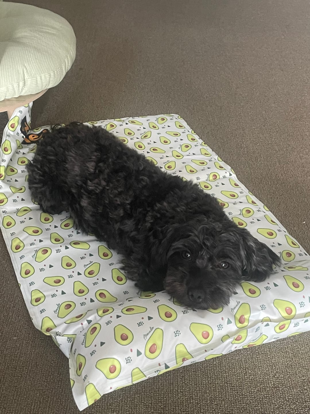 Customer photo review of Dog Summer Cooling Mat