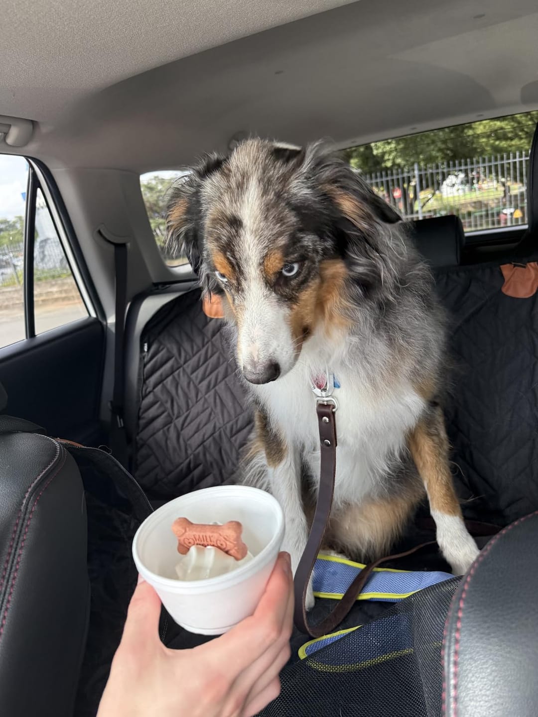 Customer photo review of The Guardian - Dog Seat Cover