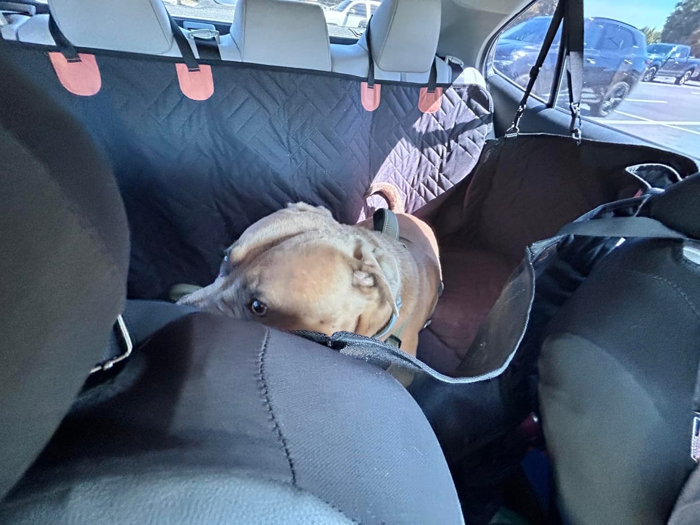 Customer photo review of The Guardian - Dog Seat Cover