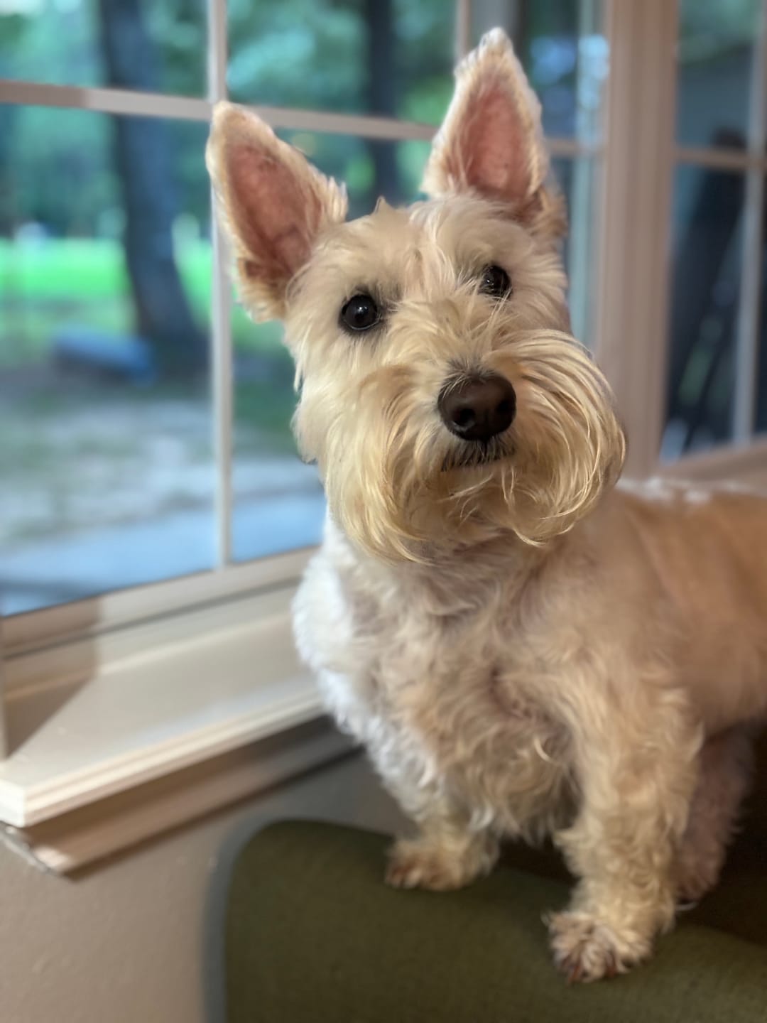 Customer photo review of Chicken Hearts Treats