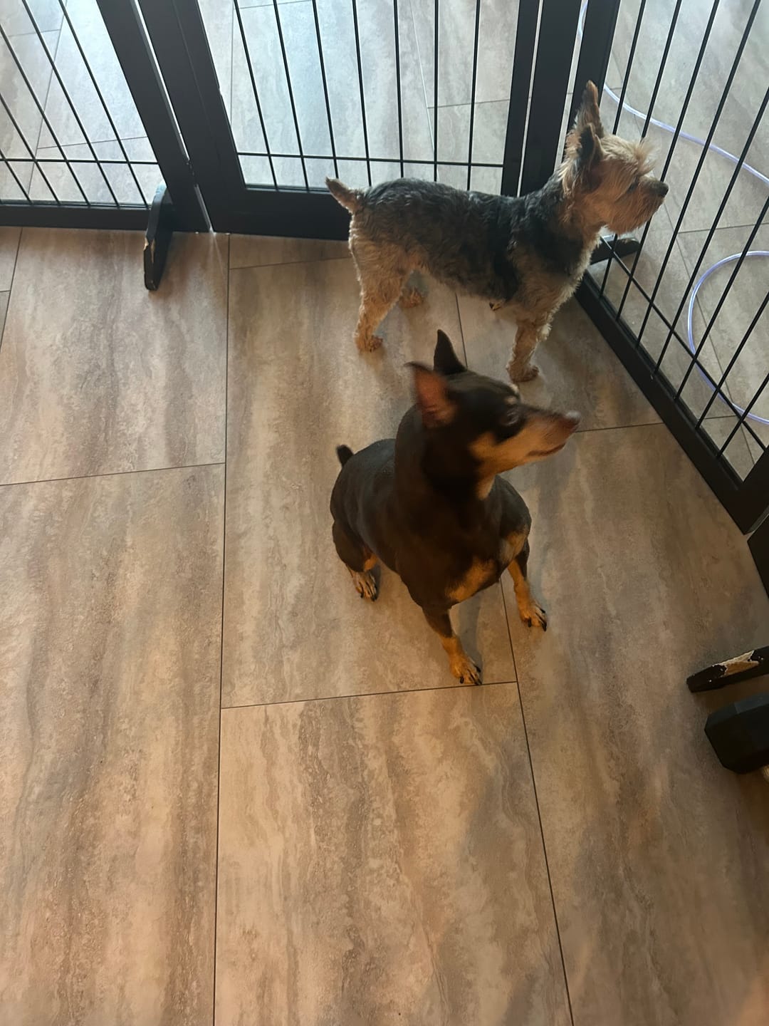 Customer photo review of KING KALM CBD 75mg - Cat & Small Dog Formula  20lbs or less