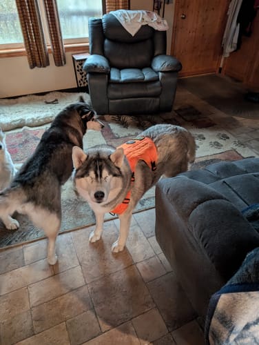 Customer photo review of NEW Upgraded Tactical No-Pull Team K9™ Dog Harness with 4 Quick-Release Metal Buckles, Reinforced Front & Back D-Rings, Hook & Loop Panels, Adjustable Straps, Reflective Strips, & Top Handle