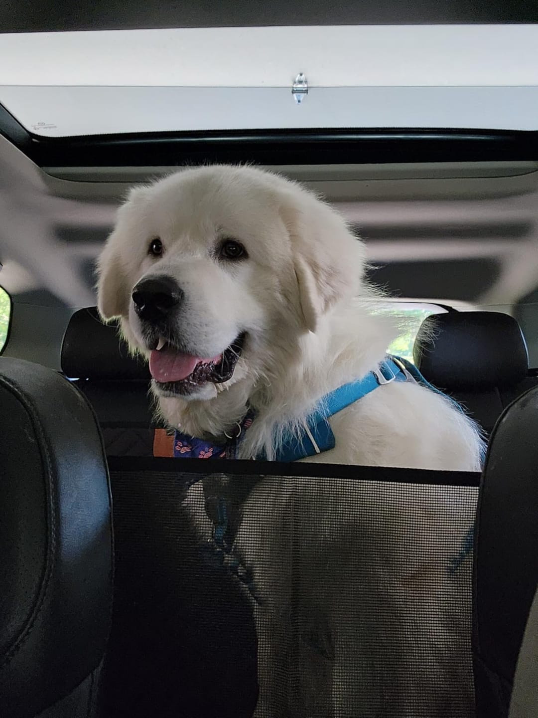 Customer photo review of The Guardian - Dog Seat Cover