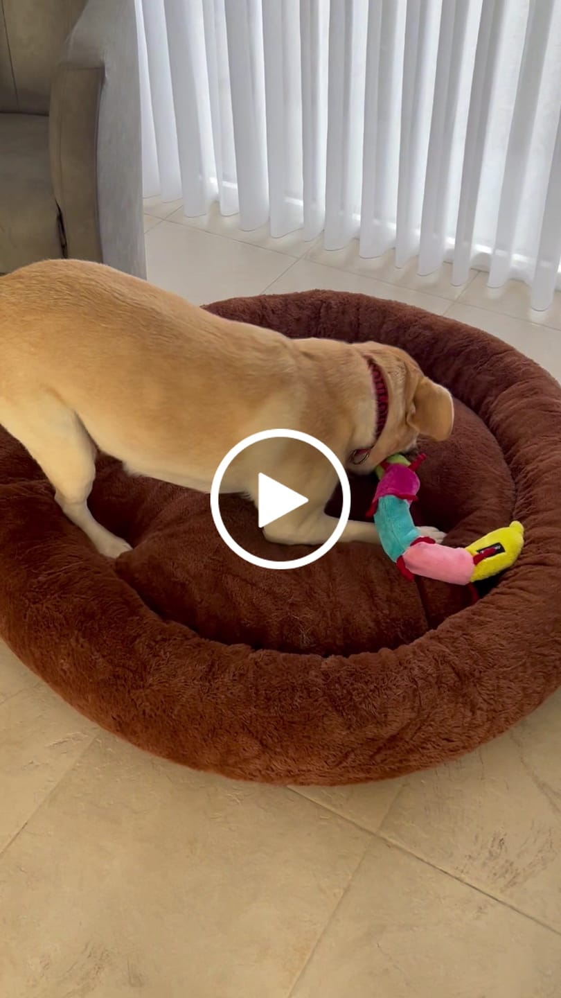 Customer video review of Pet Perfect Hoes voor Orthopedische Donutmand - EXCLUSIEF VULLING