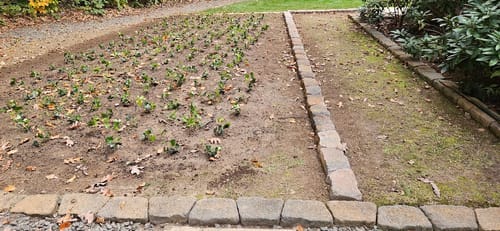 Customer photo review of English Ivy 50 Count Flat