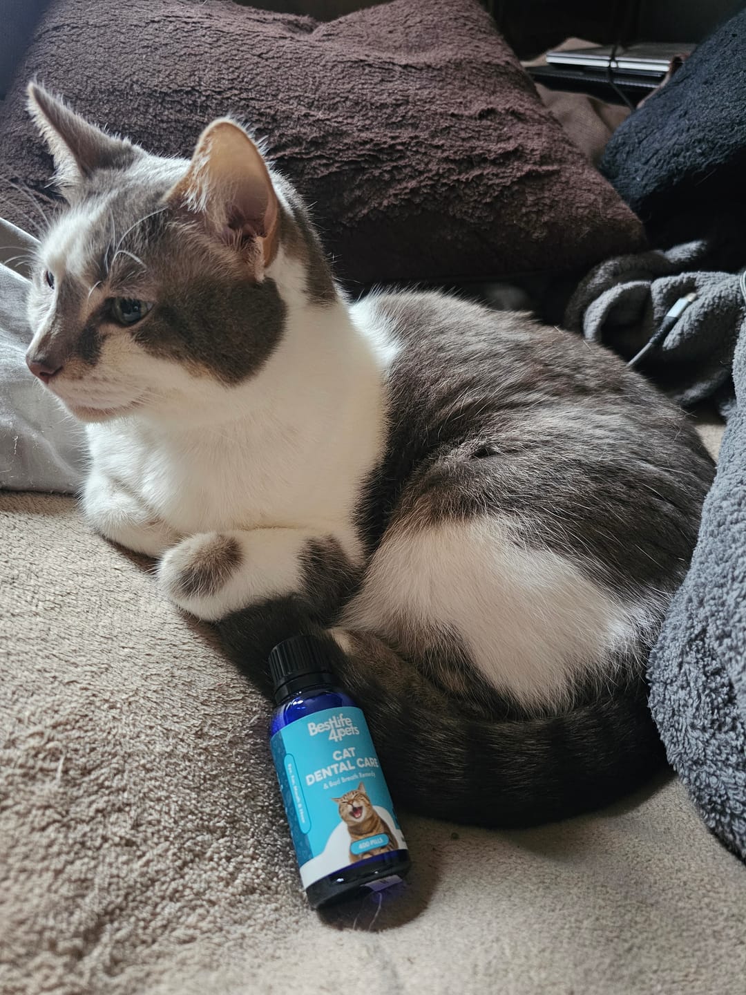 Customer photo review of Cat Dental Care & Bad Breath Remedy