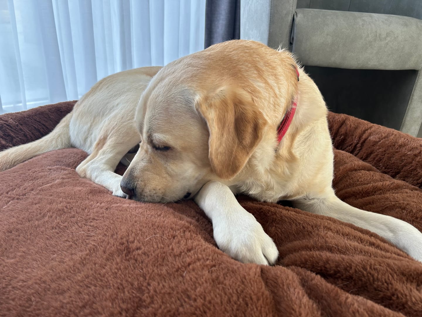 Customer photo review of Pet Perfect Hoes voor Orthopedische Donutmand - EXCLUSIEF VULLING