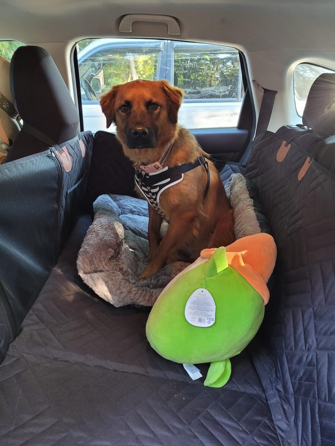 Customer photo review of The Guardian - Dog Seat Cover