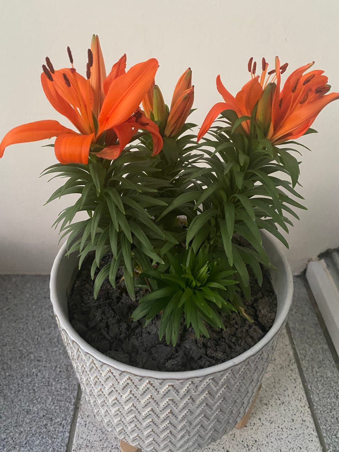 Customer photo review of Asedio® Control de plagas ecológico