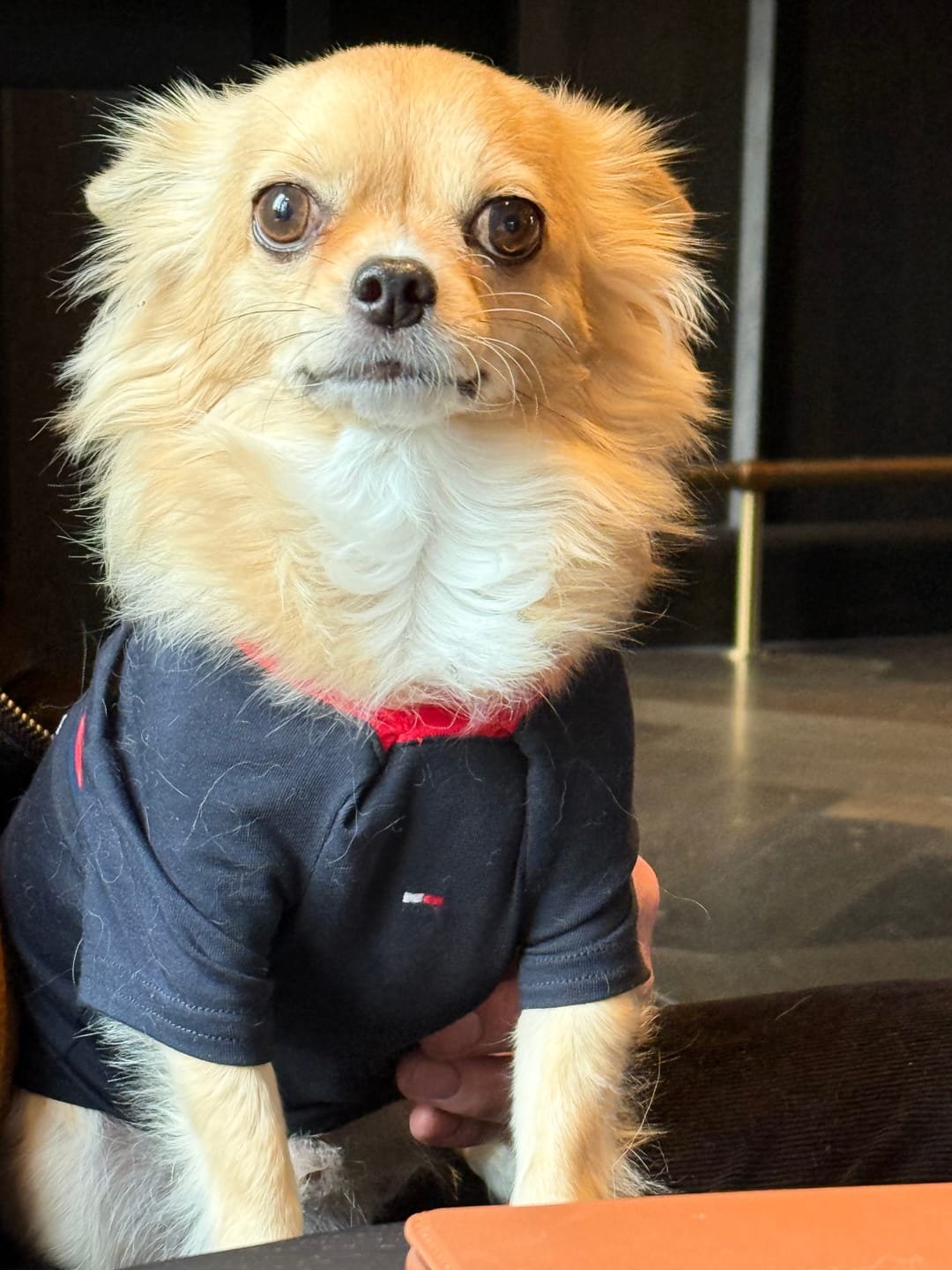 Customer photo review of Tommy Hilfiger Dog Classic Logo Print Tee
