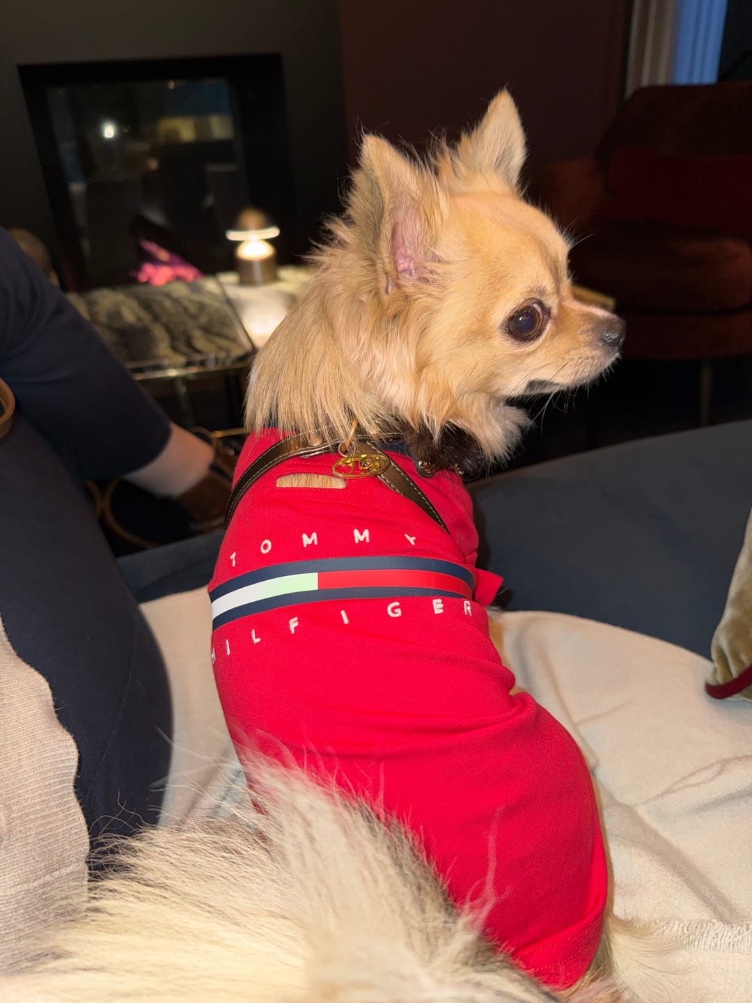 Customer photo review of Tommy Hilfiger Dog Classic Logo Print Tee