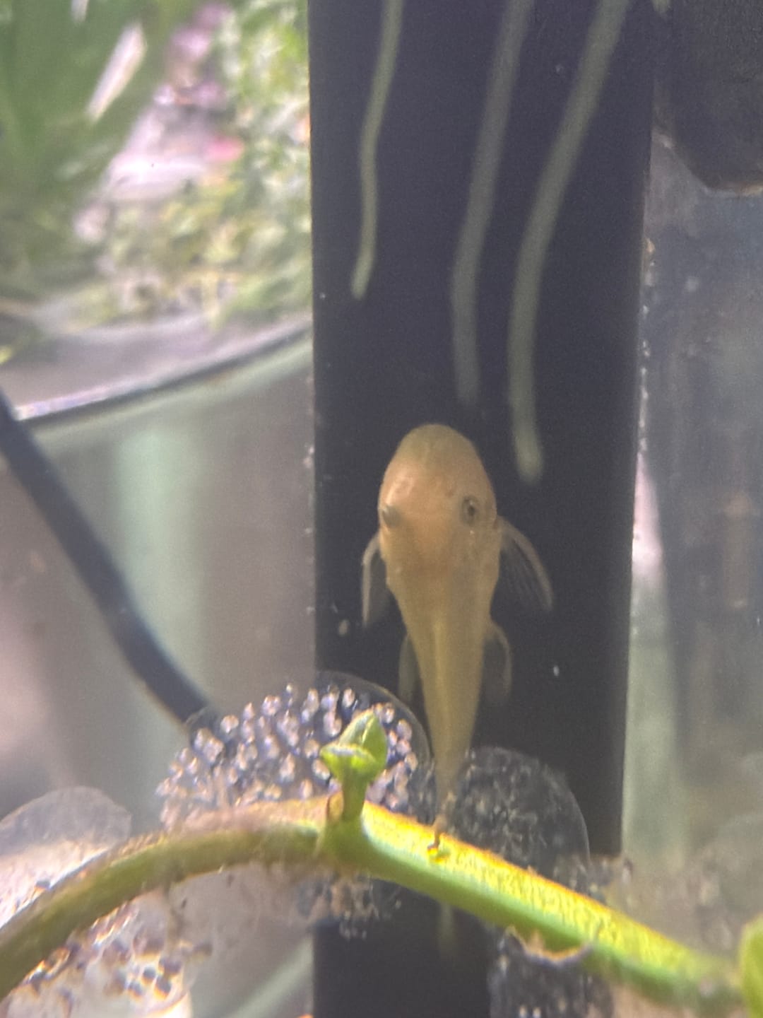 Customer photo review of L144a Blue Eye Lemon Bristlenose Pleco (2 Inches) "NEW"